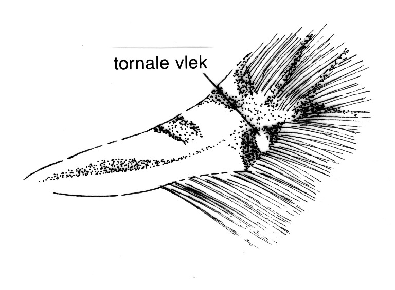 Forewing of Leucoptera spec. (Lyonetiidae).